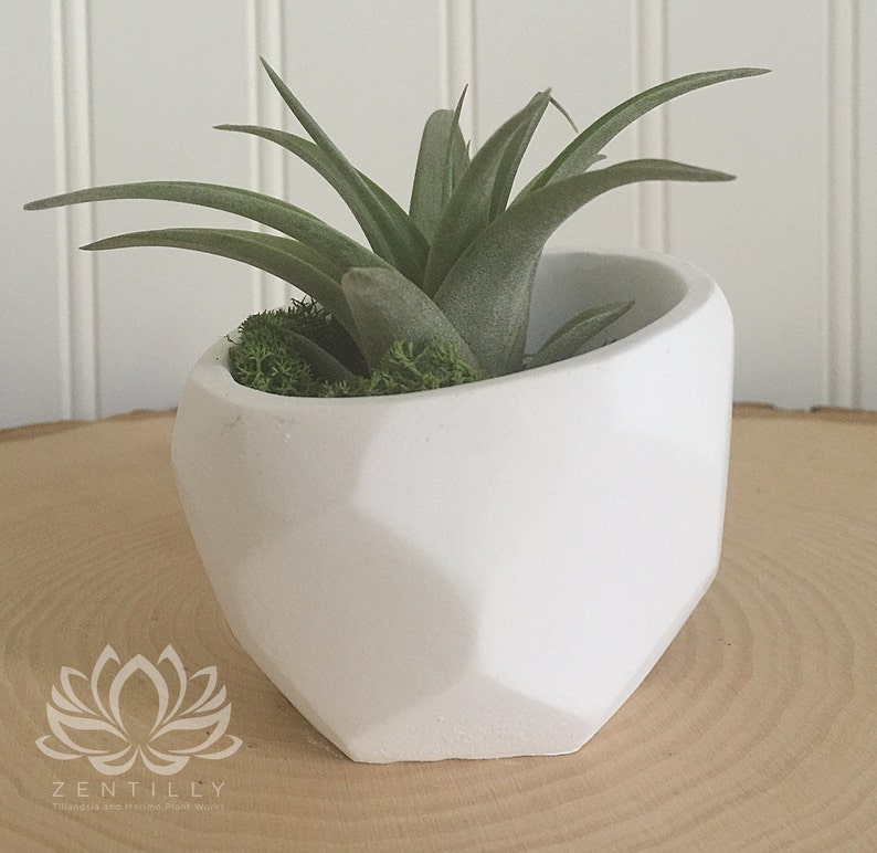 Geometric Tillandsia Slant Planter by Zentilly© immagine 3