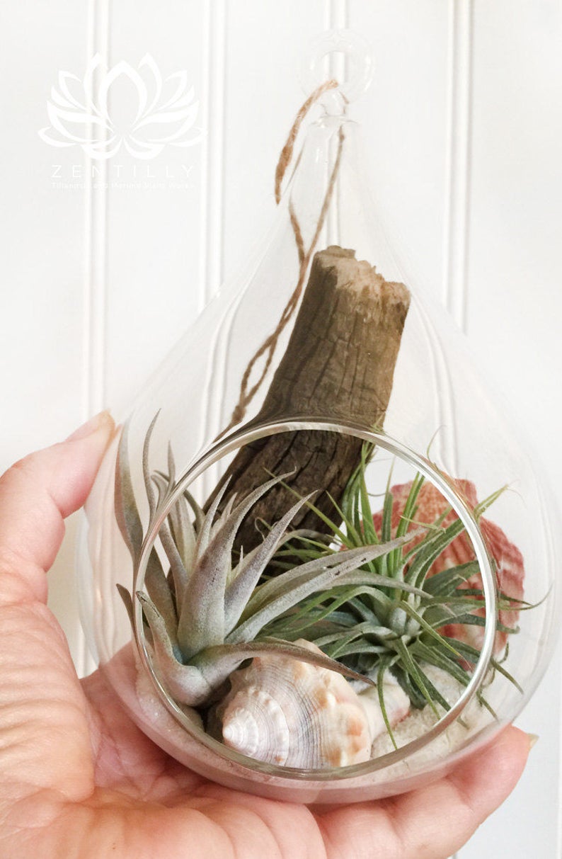 Pear Shaped Glass Orb with Tillandsia by Zentilly© image 3