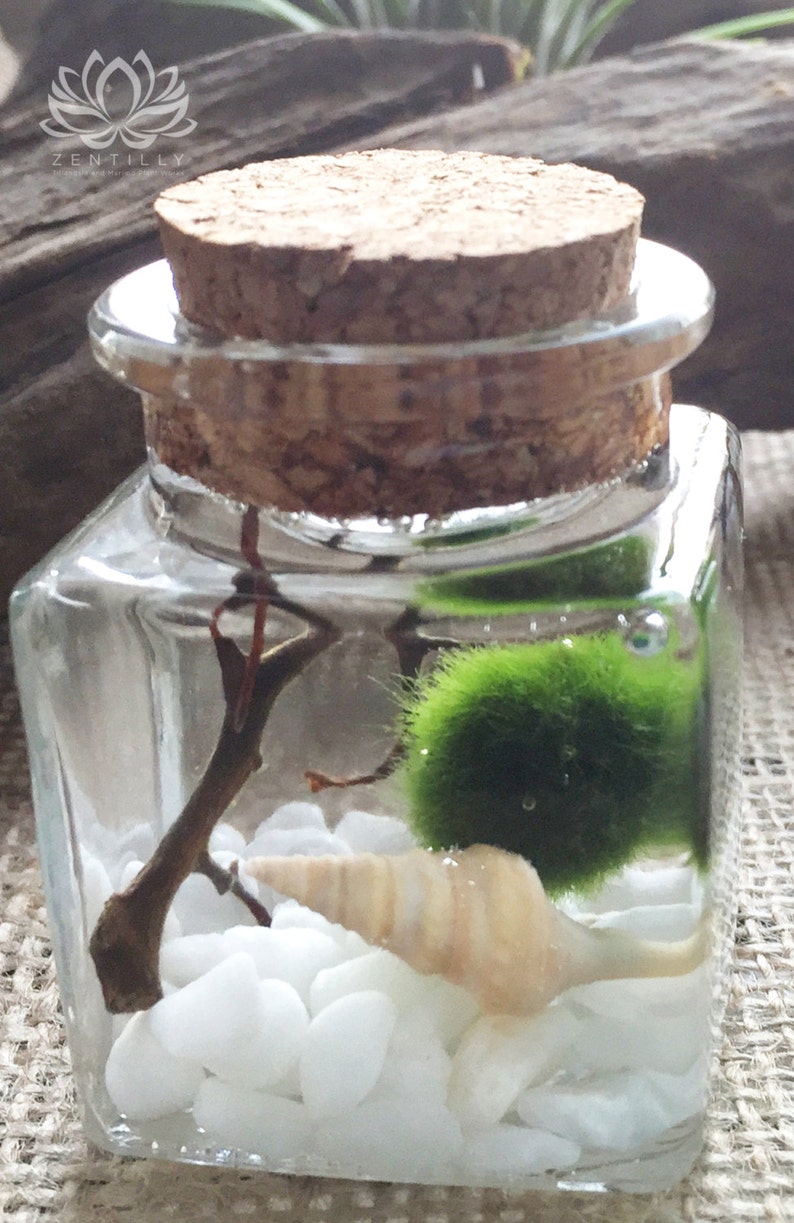 Small Cork Marimo Aquariums by Zentilly© Etsy