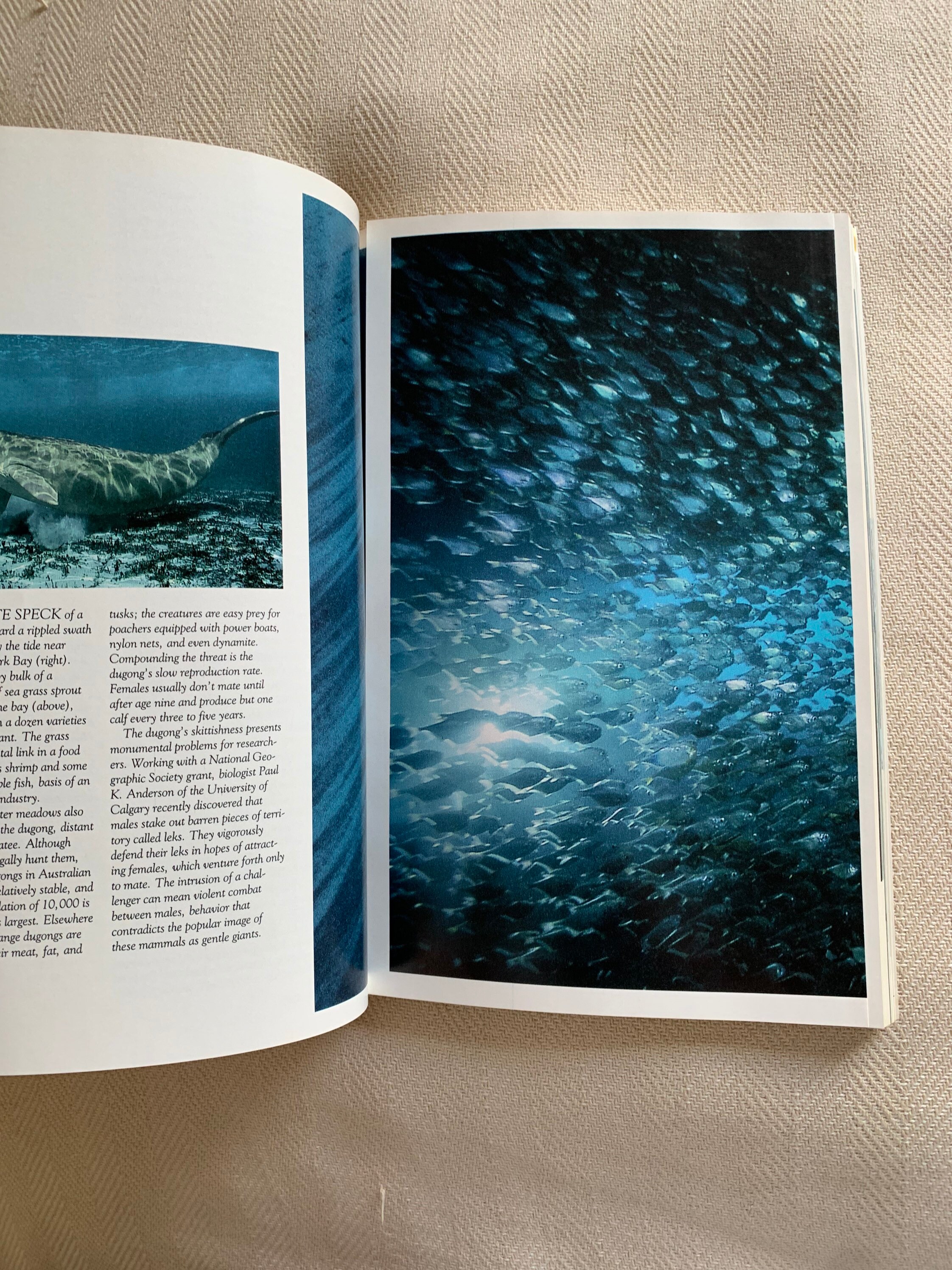 Vintage 1991 National Geographic Magazine - Etsy