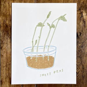 Sweet Peas