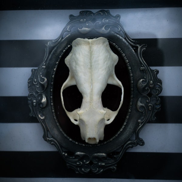 Adorned Mink Skull Shadow Box