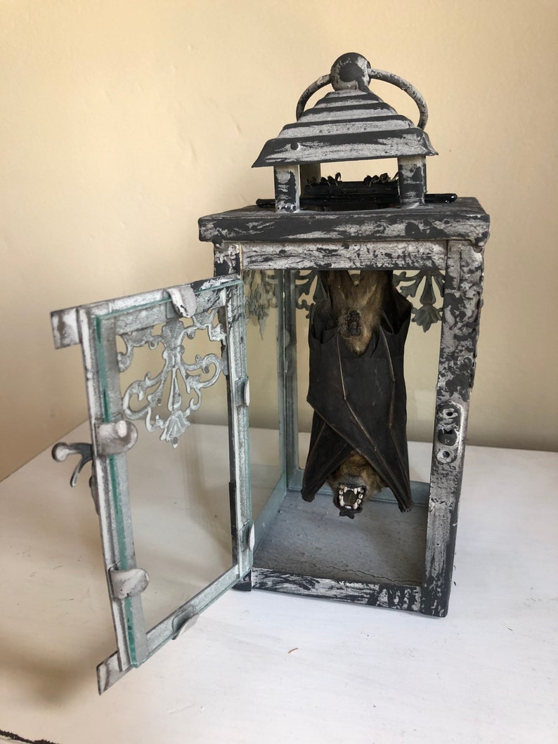Taxidermy Bat Lantern Etsy