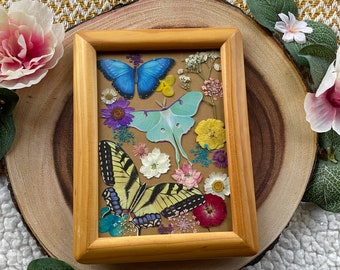 Framed Pressed Flower Butterfly Art Decor Display