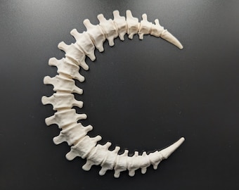 Gothic Anatomy Spine Wall Sculpture - Customizable Elegant Weird Bone Structure