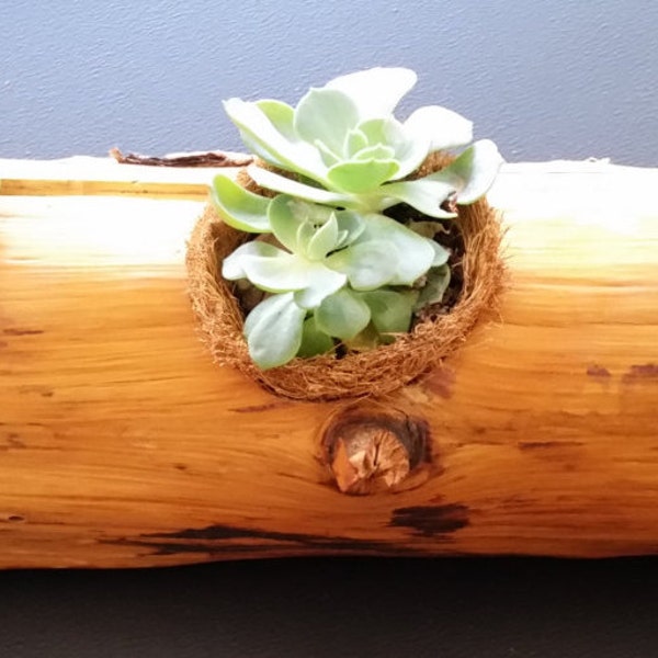 Rustic cedar log planter