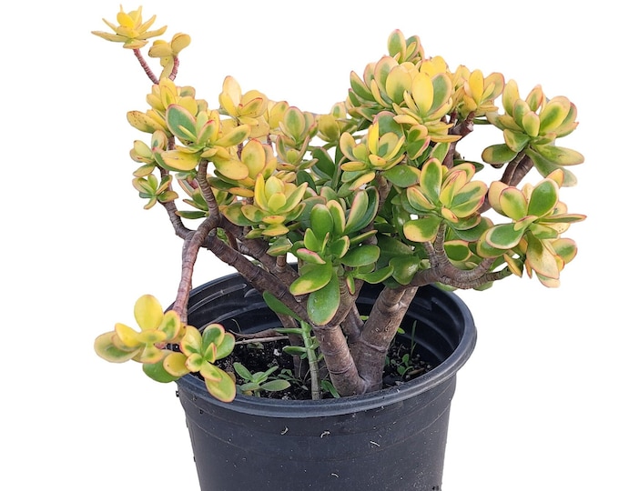 Crassula Ovata Hummel's Sunset Yellow Jade Plant in 5 Gallon Pot - About 20 inches tall - Golden Jade