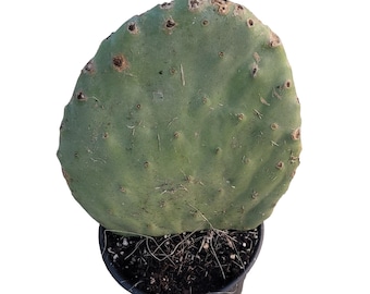 Opuntia Spineless Pad - Prickly Pear Cactus in  1 Gallon Pot - About 12 inches tall and 8 inches wide