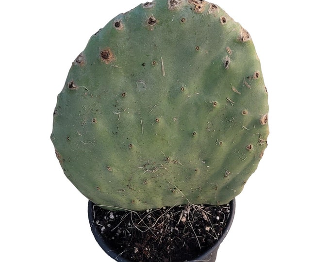 Opuntia Spineless Pad - Prickly Pear Cactus in  1 Gallon Pot - About 12 inches tall and 8 inches wide
