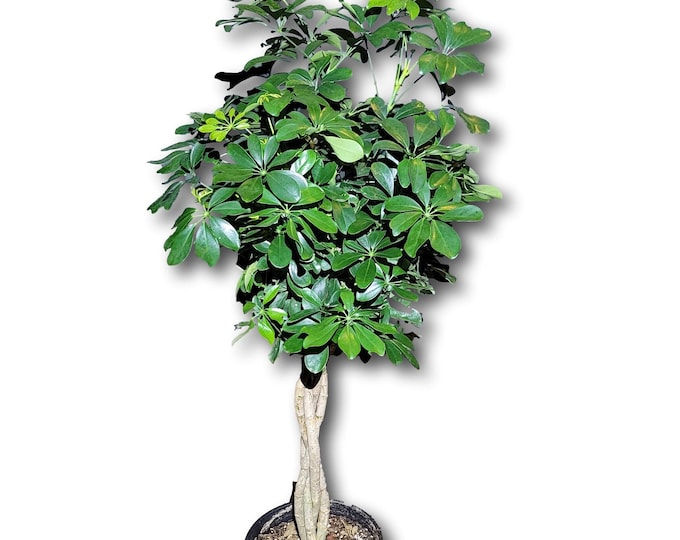 Schefflera Arboricola Braided Green Tree in 12" Pot - About 48 Inches tall