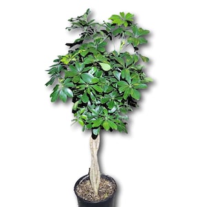 May include: A green Schefflera plant with a twisted trunk, potted in a black plastic pot.