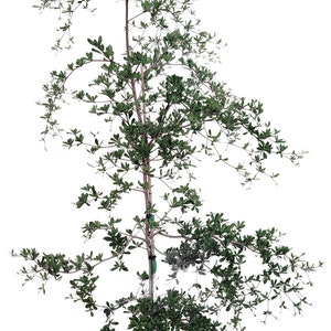 Black Olive Shady Lady Tree Plant in 7 Gallon Pot  - About 84 inches tall - Nice! Bucida Buceras