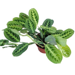 Lemon Lime Maranta Leuconeura Prayer Plant in 6 Inch Pot