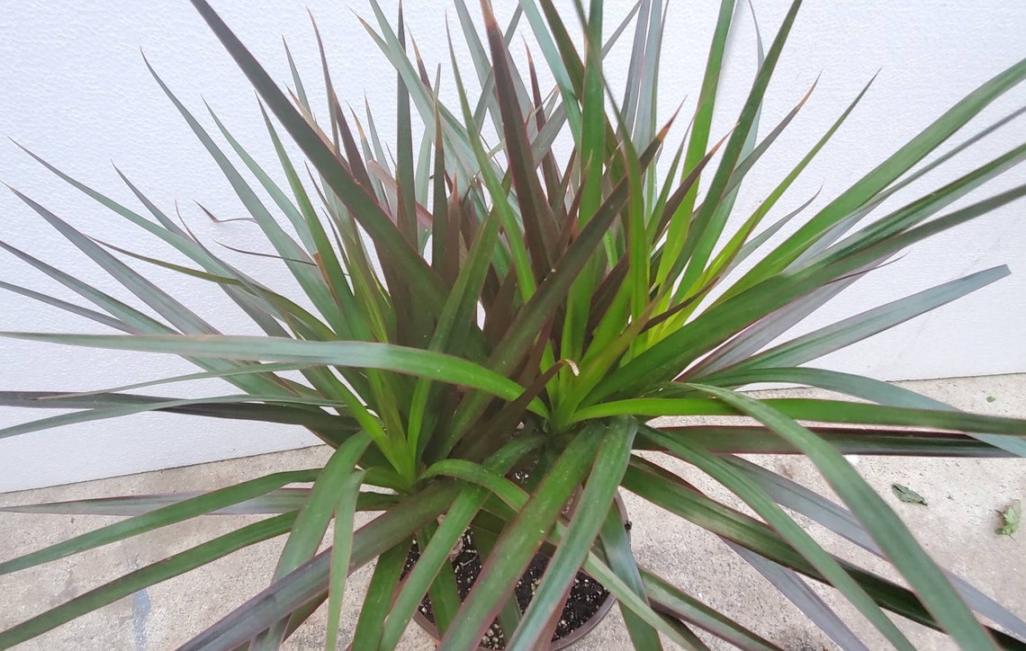 Dracaena Marginata Magenta Plant in 6 Inch Pot About Etsy