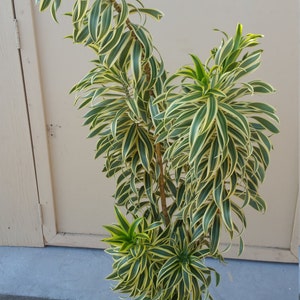 Dracaena Pleomele Reflexa Song of India Tropical Plant in 12" Pot - 60"  Tall - Etsy