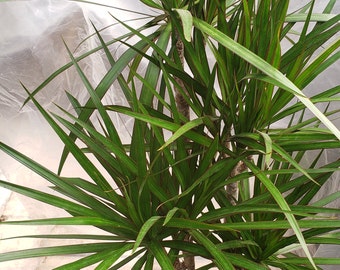Dracaena Marginata Cane Tropical Plant in 10" pot - About 50" tall