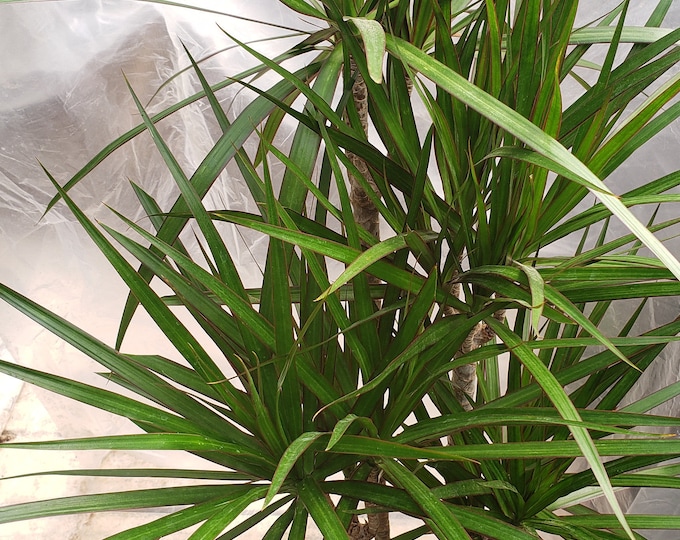 Dracaena Marginata Cane Tropical Plant in 10" pot - About 50" tall