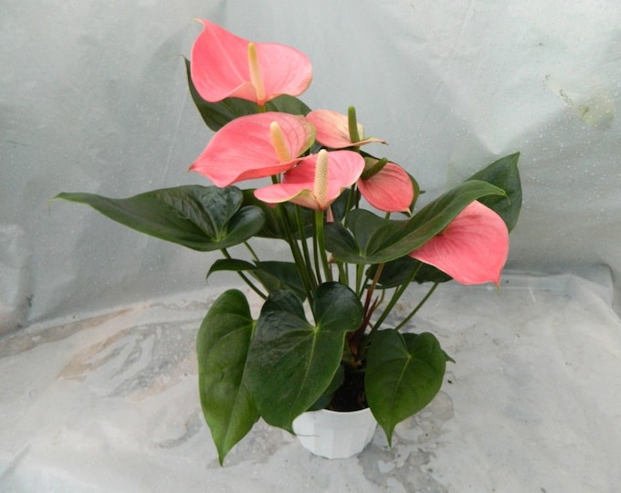 Pink Anthurium Plant in 6 inch pot with Flowers
