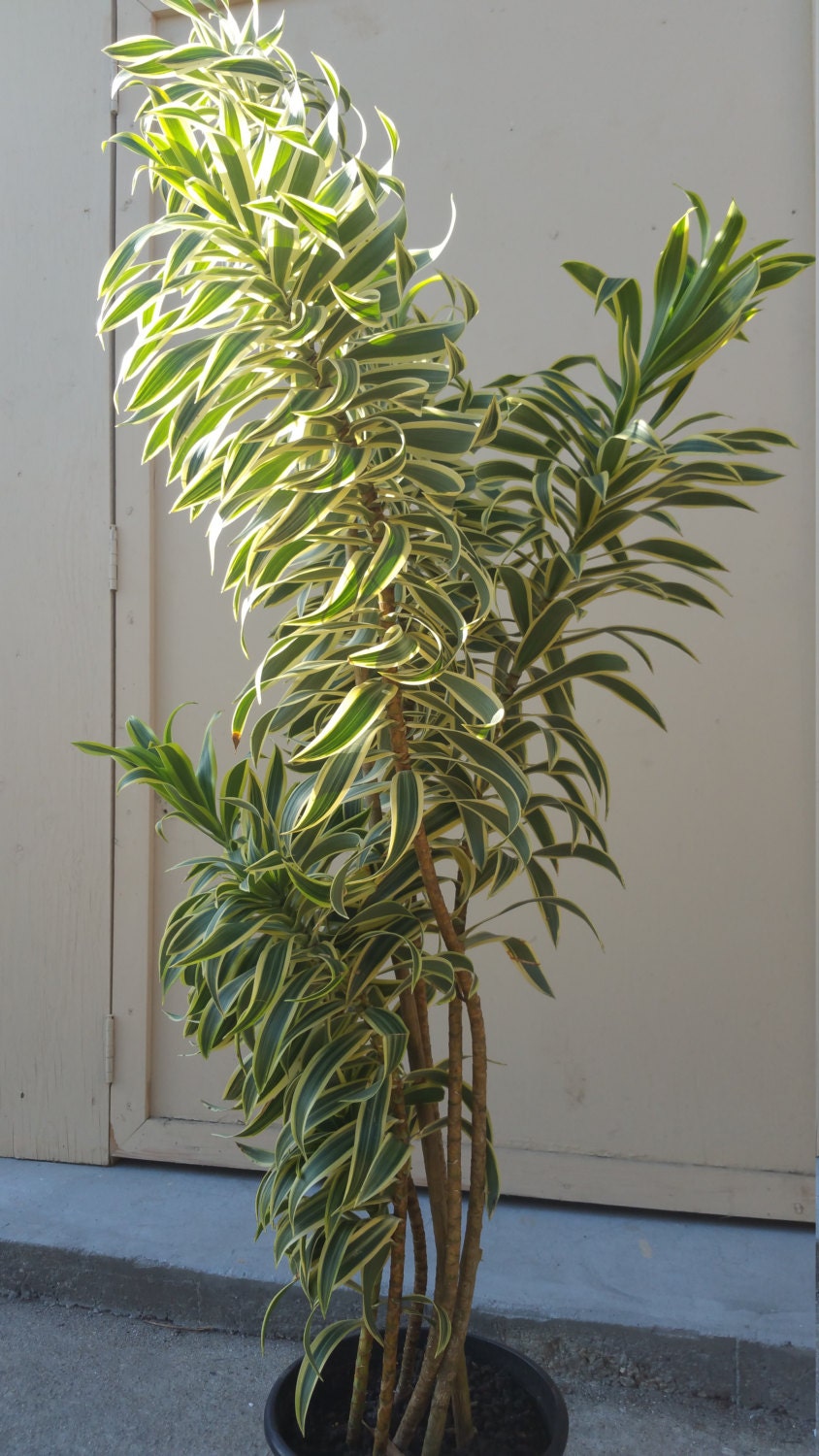 Dracaena Pleomele Reflexa Song Of India Tropical Plant in 12 pot 60 tall Dracaena Pleomele Reflexa Song Of India Tropical Plant in 12 pot 60 tall