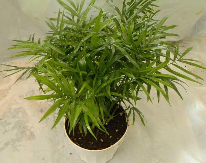 Parlour Palm Plant in 6 inch pot - Chamaedorea Elegans - Neanthe Bella Palm