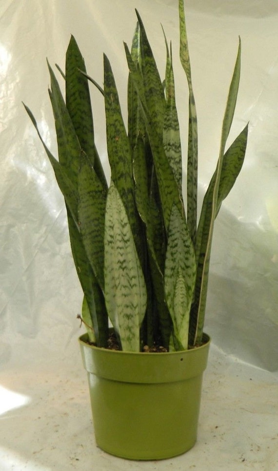 Sansevieria zeylanica - 10"