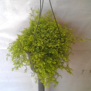 Selaginella Gold Tips Plant in 6 inch Hanging Pot.