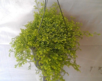 Selaginella Gold Tips Plant in 6 inch Hanging Pot.