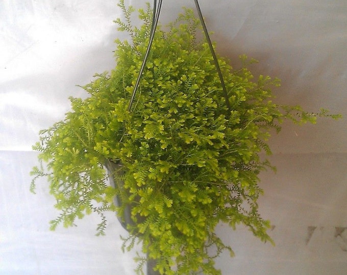 Selaginella Gold Tips Plant in 6 inch Hanging Pot.