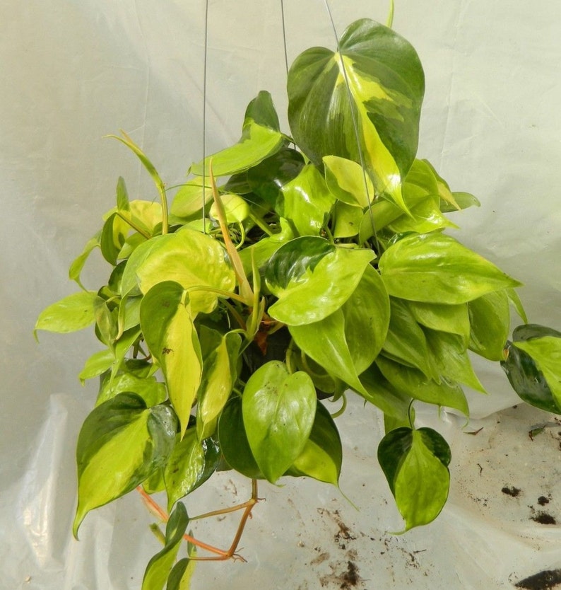 Philodendron Brasil Plant in 6 inch pot image 1
