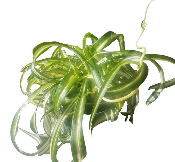 baby painted lady philodendron Philodendron Painted Lady  Fantastic Gardens