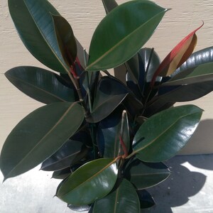 Ficus Elastica Burgundy Decora Plant in 10 Pot About 30 tall Nice image 4