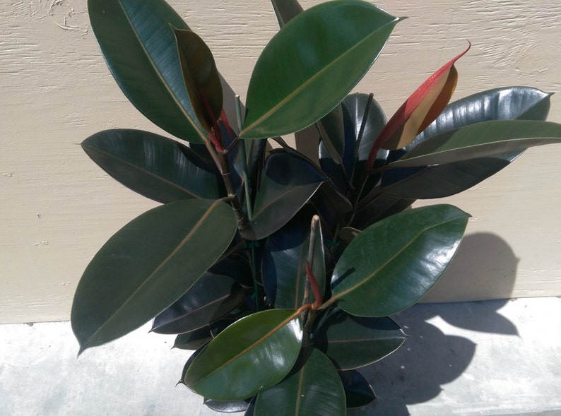 Ficus Elastica Burgundy Decora Plant in 10 Pot About 30 tall Nice image 4