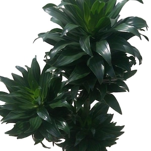 Dracaena Janet Craig Compacta Cane Plant in 2G" pot - About 36" tall