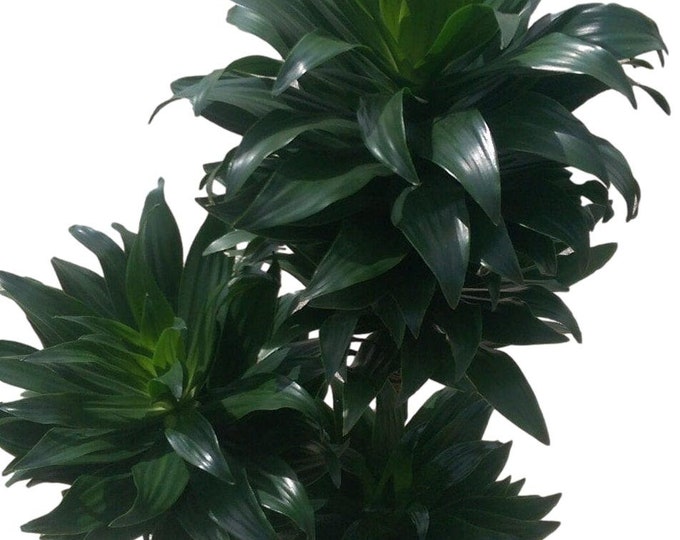 Dracaena Janet Craig Compacta Cane Plant in 2G" pot - About 36" tall