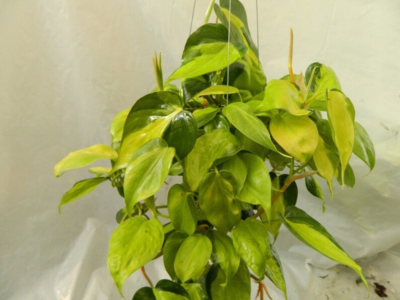 Philodendron Brasil Plant in 6 inch pot image 0