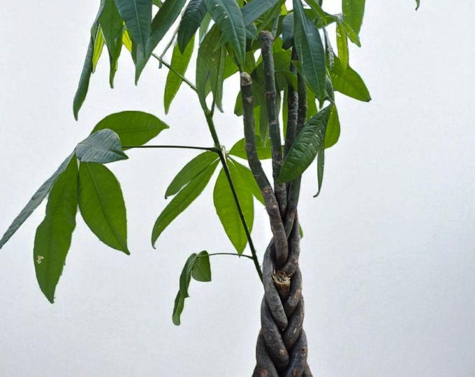 Money Tree Plant in 2 Gallon pot - Pachira Aquatica - About 36 Inches Tall