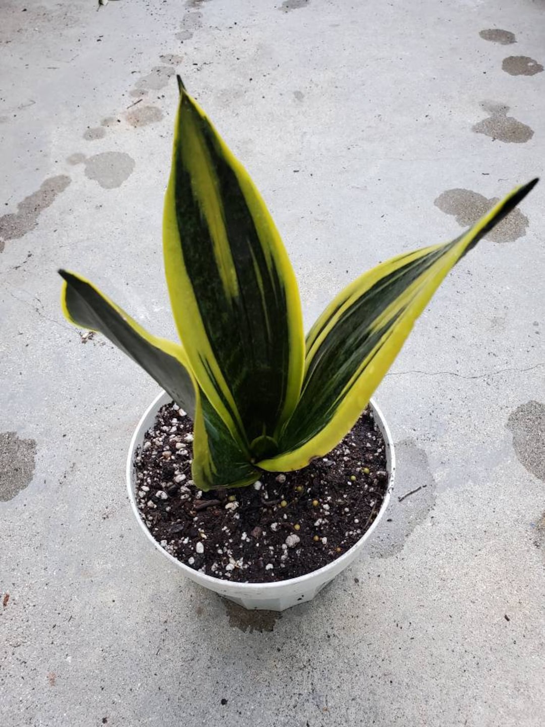 Sansevieria Golden Flame de 30 à 40 cm en pot | Cadeau Plante pour la Maison ou le Bureau à Vendre