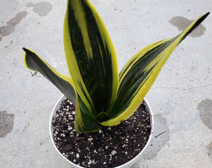 Sansevieria Gold Flame Plant in 6 inch pot - About 10 Inches Tall