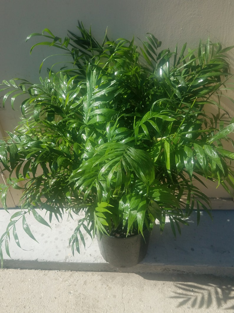 Parlour Palm Plant in 10 Inch Pot Chamaedorea Elegans Etsy