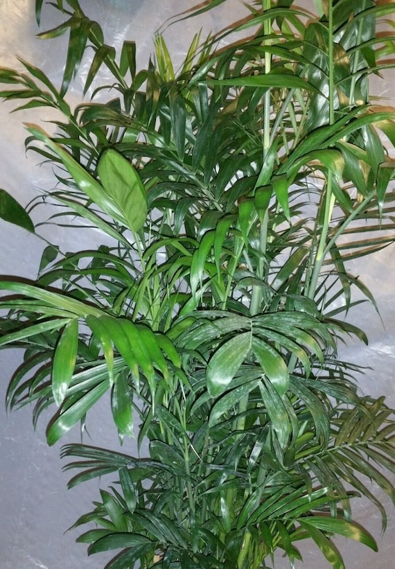 Bamboo Palm Plant in 10 Inch Pot - About 54 Inches Tall - Etsy