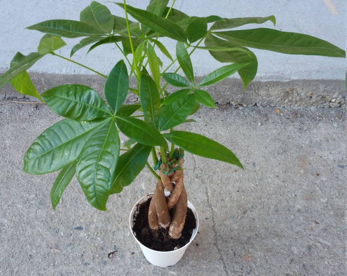 Money Tree Plant in 4 inch pot - Pachira Aquatica - 5 Stem Braid