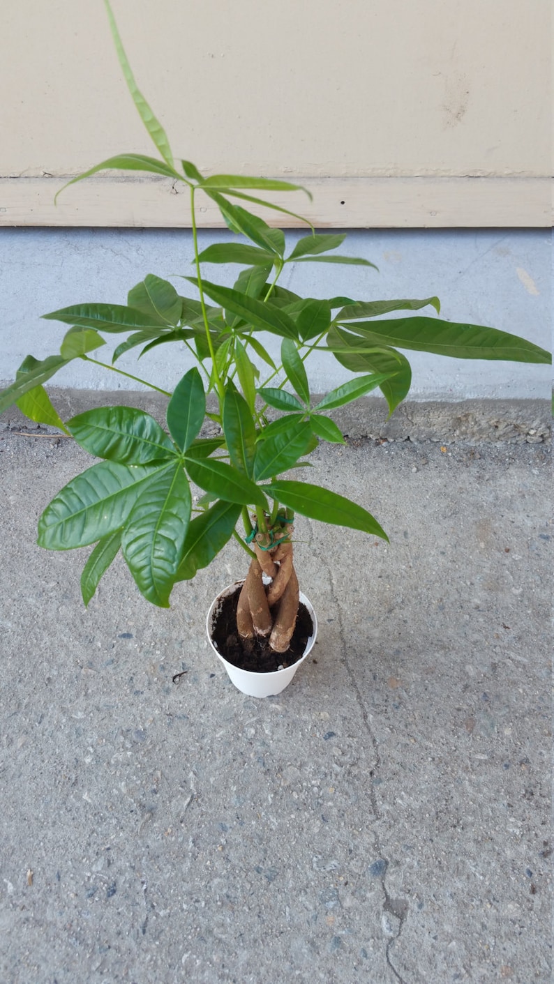 Money Tree Plant In 4 !   Inch Pot Pachira Aquatica 5 Stem Braid - 