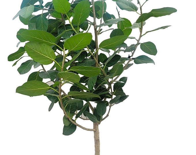 Ficus Benghalensis Tree Plant in 14" Pot  - About 84 inches tall - Nice!