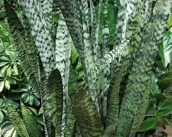 Sansevieria Zeylanica Plant in 14 inch pot - About 44 Inches Tall