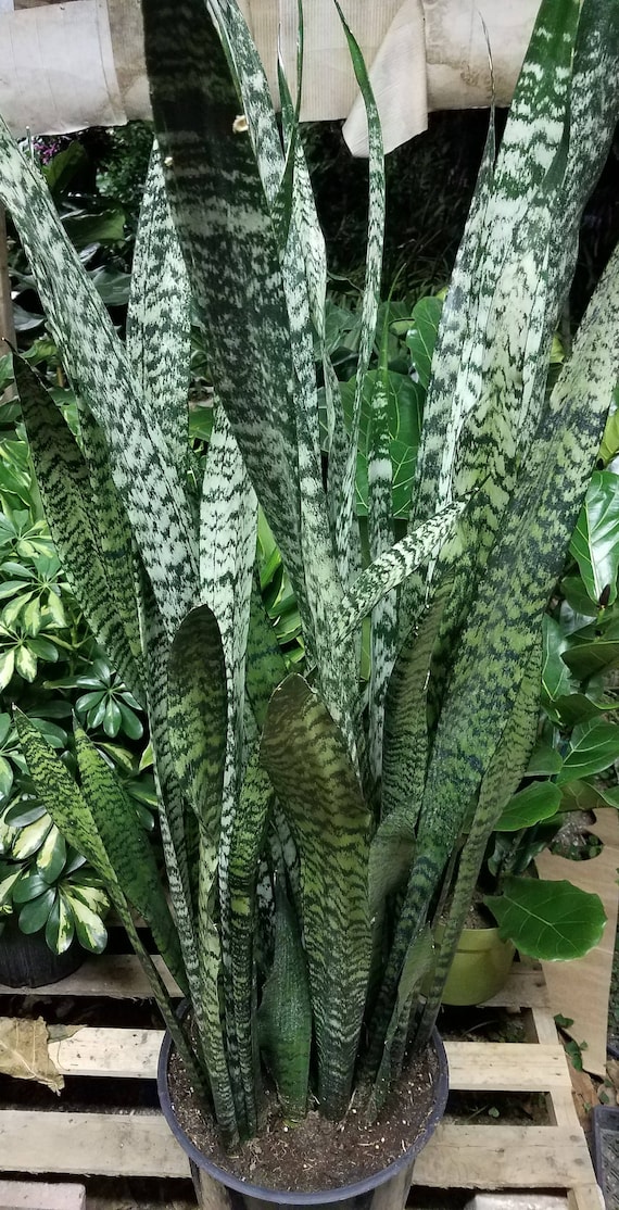 Sansevieria Zeylanica Plant in 14 Inch Pot - About 44 Inches Tall - Etsy