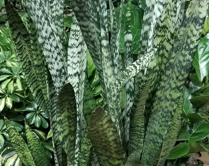 Sansevieria Zeylanica Plant in 14 inch pot - About 44 Inches Tall