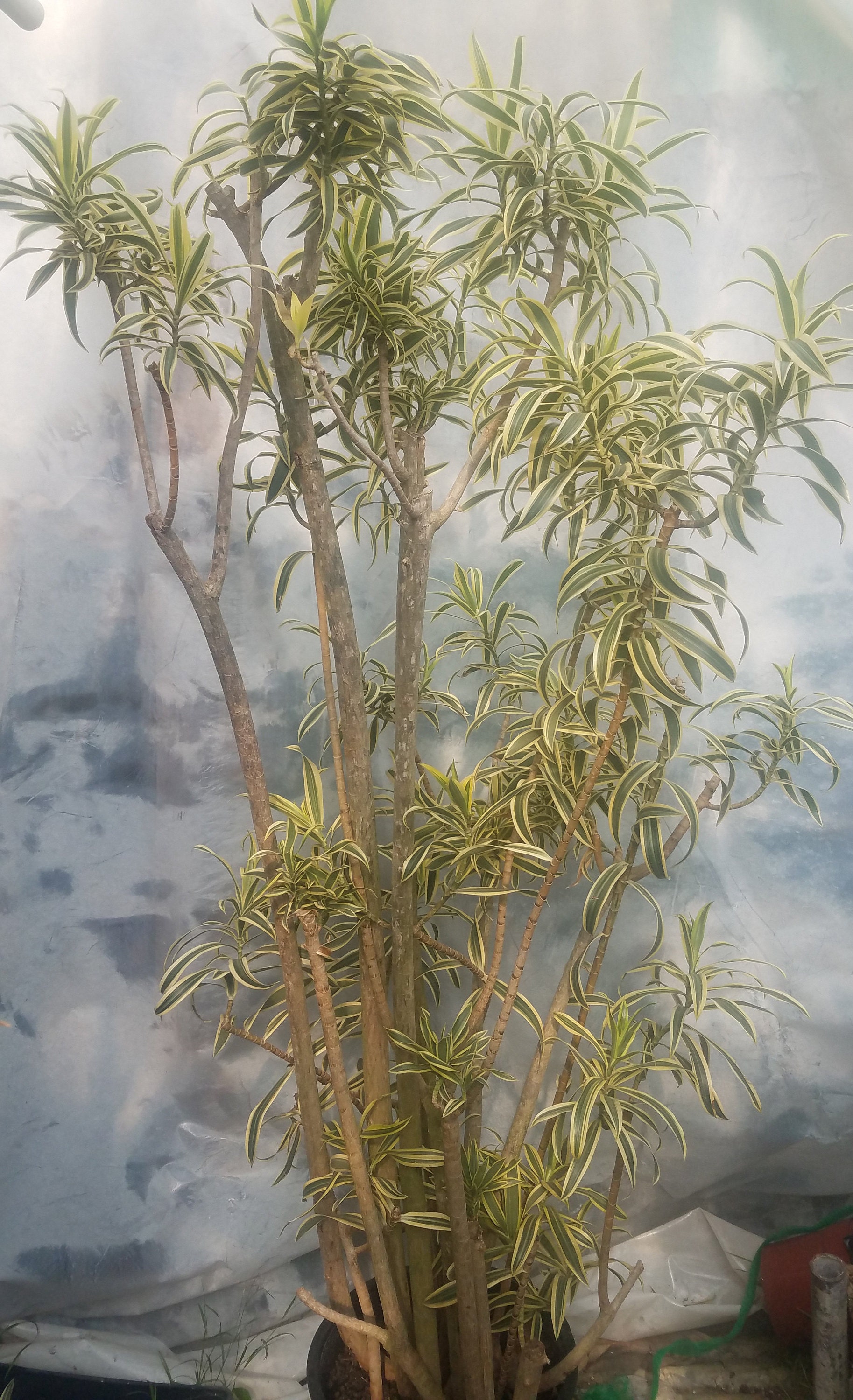 Dracaena Reflexa Plant In 14 Inch Pot Song Of India About 6 Feet Tall Dracaena Reflexa Plant In 14 Inch Pot Song Of India About 6 Feet Tall
