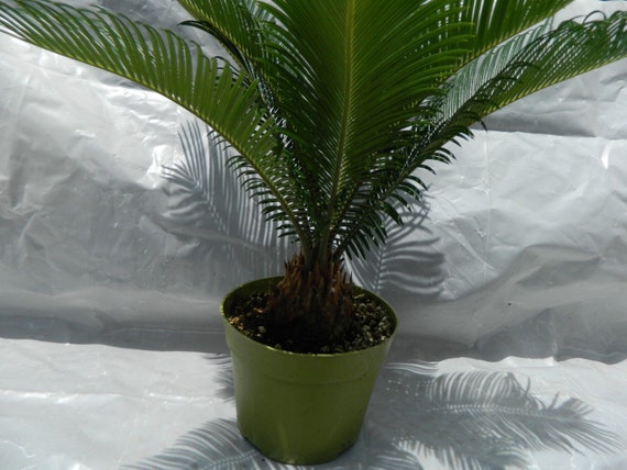 Sago Palm Plant in 6" Pot - Etsy