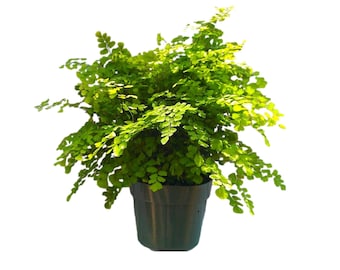 Maiden Hair Fern Plant in 6 inch pot - Adiantum