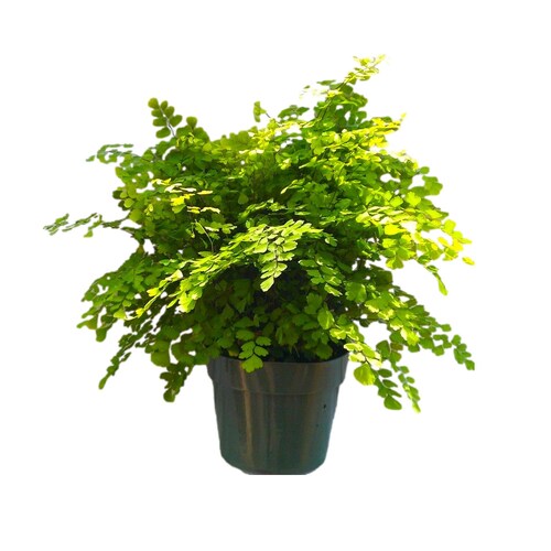 Maiden Hair Fern Plant in 6 inch pot - Adiantum